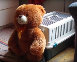 Mom Set Up Camera When Teddy Bear Keeps Disappearing and Captured The Footage
