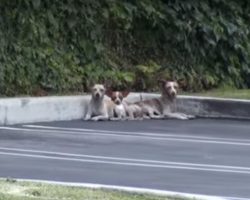 3 Dogs Were Dumped In a Parking And Left to Starve, Then One Phone Call Changed Everything