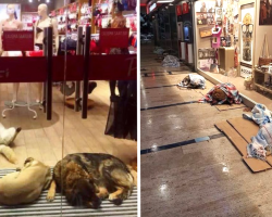 Cold Dogs Take Shelter In Mall, Store Owners Welcome Them With Open Arms