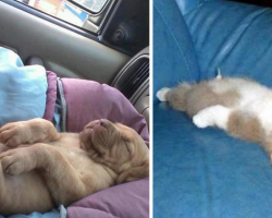 20 Dogs Who Have Mastered The Art Of Napping