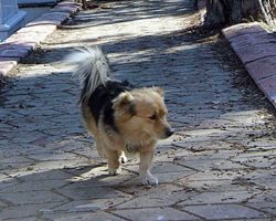 Dog Wanders Off Every Morning – Owner’s Heart Breaks When He Decides To Follow Him