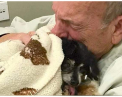 Elderly Dog Dad Dies Of Broken Heart After 16-Year-Old Dog Passes Away
