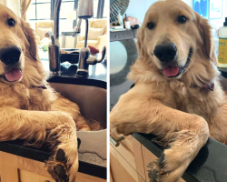 Silly Dog Refuses To Bathe Anywhere Except For His Favorite Sink