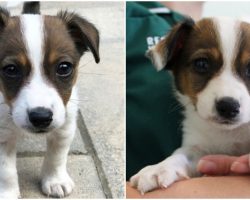 Couple Gets Pulled Over, Then Hands Cop Adorable Puppy They “Don’t Want Anymore”