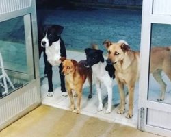 Homeless Man Admitted To Hospital, His Stray Dog Friends Wait For Him At The Door