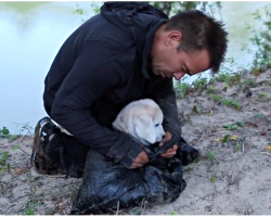 When man saves discarded puppy, he couldn’t anticipate what the dog would achieve