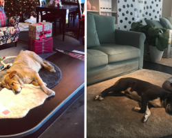 IKEA Store Opens Its Doors To Homeless Dogs To Get Them Out Of The Cold