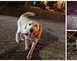 Dog Shackled To Animal Shelter Fence Was Found At Precisely The Right Moment