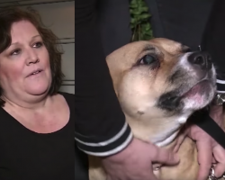 Woman Took A Chance On A Dog That No One Wanted, And It Ended Up Saving Her Life