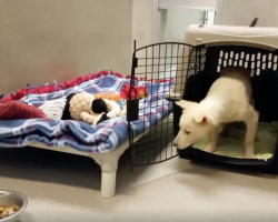 Rescue Dog Hesitant To Step Out Of Crate For The First Time Toward Her New Life
