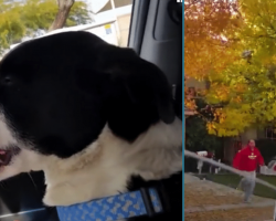 Mom Finds Dog Who Was Missing For 2 Weeks, Dad Spots Them Pulling Up He Sobs Like A Baby