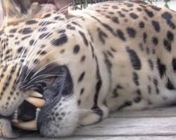 Man Reaches His Hand In To Pet This Massive Rescue Leopard And Gets The Sweetest Vocal Response