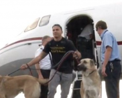 Airline Denies Request To Fly Marine’s Dogs To New Base, Heiress Steps In With Private Jet