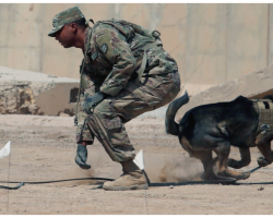 Army Ranger Dog Dies Saving U.S. Soldiers During Fierce Afghanistan Fight