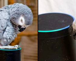Talkative Parrot Meets Alexa, Won’t Stop Ordering Things From Amazon