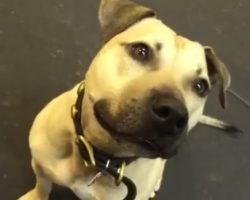 Pit Bull Rescued From Fighting Ring Is Given His First Snack, And Loses His Mind