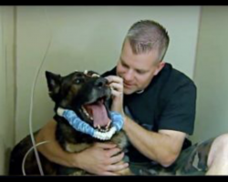 Police Dog Shot in the Line of Duty, His Reaction to Officer’s Visit is Priceless