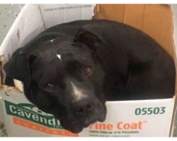 Sweet Rescue Pit Bull Looking For Home Sleeps In Cardboard Box Every Night To Feel Safe