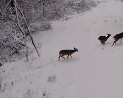 Cameras Catch a Christmas Secret, Proving That He Does Exist