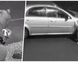Dog Frantically Tries To Jump Back Into Car After Owner Abandons Him