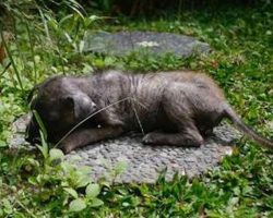 Stray Puppy In Grass Won’t Stand Up – Rescuers Inch Closer, Then Jump Back In Alarm