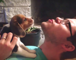Dad Starts Howling, And The Puppy Comes Back With His Best Attempt Yet