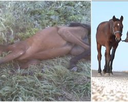 Teen Sees Collapsed Horse In A Ditch, Doesn’t Realize The Moment Will Change Her Life Forever