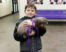 Little Boy’s Touching Gesture Of Wanting The Oldest Dog Didn’t Go Unnoticed By Staffers