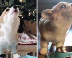 Little Dog Lets Out The Tiniest Howl Between Every Bite Of Food