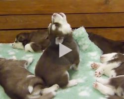Wookie Husky pup’s unique howl is so soothing, his siblings sleep right through it