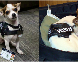 Tiny Rescue Chihuahua Joins Police Force, Makes Big Impact On Community