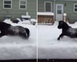 13 Year Old Miniature Horse Is In Love With Snow. When He Goes Outside, His Reaction Is Priceless!
