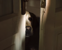 Short Film Goes In A Different Direction To Try To Stop Dog Abandonment