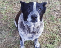 17-year-old dog loyally stays with age 3 girl lost in woods for more than 15 hours