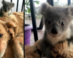 Golden Retriever Comes Home With A Baby Koala Whose Life She Just Saved