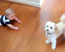 Little Dog Busts Out Some Dance Moves, Leaves Baby Brother In Hysterics