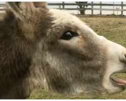 Baby Donkey Cried Everyday For His Mom- Rescuers Did The Impossible To Reunite Them