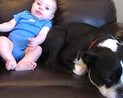Baby Poops In His Onesie But Dog’s Actions Leaves Internet In Hysterics