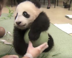 When Caretakers Try To Take Away Baby Panda’s Ball, He Throws An Adorable Tantrum To Keep It