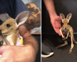 Baby Kangaroo Practices His 1st Hops Ever And It’s The Cutest Thing Ever