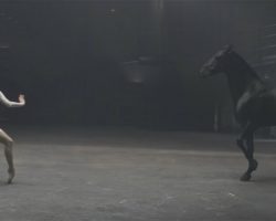 A Ballerina Starts Dancing, But Watch The Horse’s Reaction!