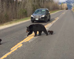 Baby Bear Can’t Keep Up With Family Crossing The Road, So A Cop Tries To Help