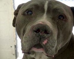 Distraught Dog Couldn’t Stop Crying After Family Dumped Him At High-Kill Shelter