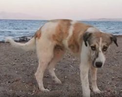 Stray dog who chases after woman on beach turns out to be a treasure in disguise