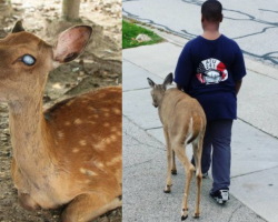 Little Boy Seen Helping Blind Deer Every Morning Before School