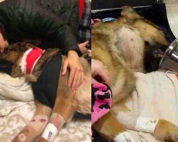 Dog takes 4 bullets saving boy from robbers – family alone couldn’t pay for surgery to save him