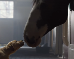 See Budweiser’s Classic 2014 Super Bowl Commercial, Puppy Was Kept Away From Her Best Friend