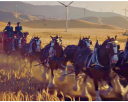 Budweiser’s 2019 Super Bowl Ad- Starring Famous Clydesdales, A Dog, And The Wind