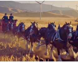 See Budweiser’s 2019 Super Bowl Ad- Starring Famous Clydesdales, A Dog, And The Wind