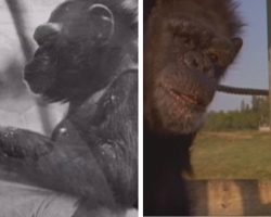 Woman’s separated from chimps she raised. Watch the tearful moment their eyes look 18 years later